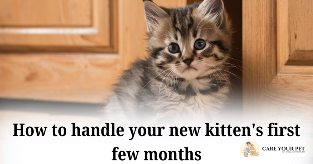 How to handle your new kitten's first few months Aug 2024